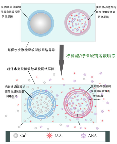 
      青農巴瑟斯學院創新創業實踐服務團攜果柄補鈣新型產品實地試用