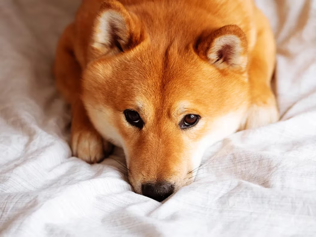 
      Shiba Inu 代幣在 Shibarium 代碼劇中下跌 10%